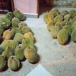buah durian