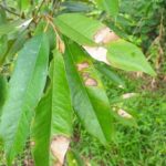 penyakit pokok durian