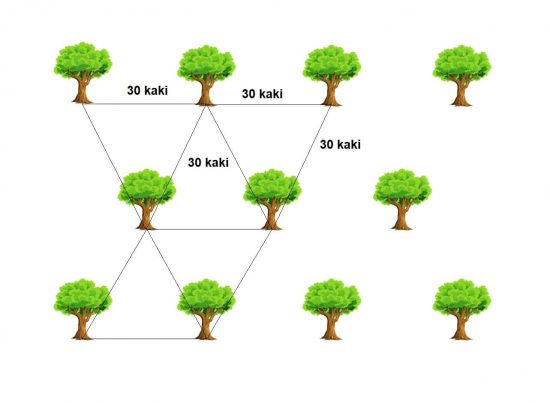 jarak tanam