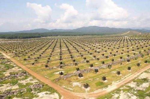 susun atur pokok durian